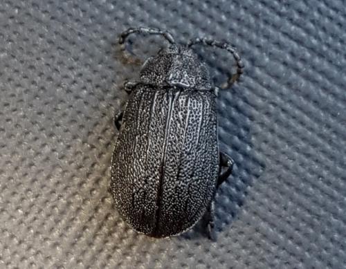 Réf. 218 448 : Galeruca interrupta